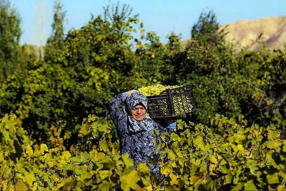 تاکستان