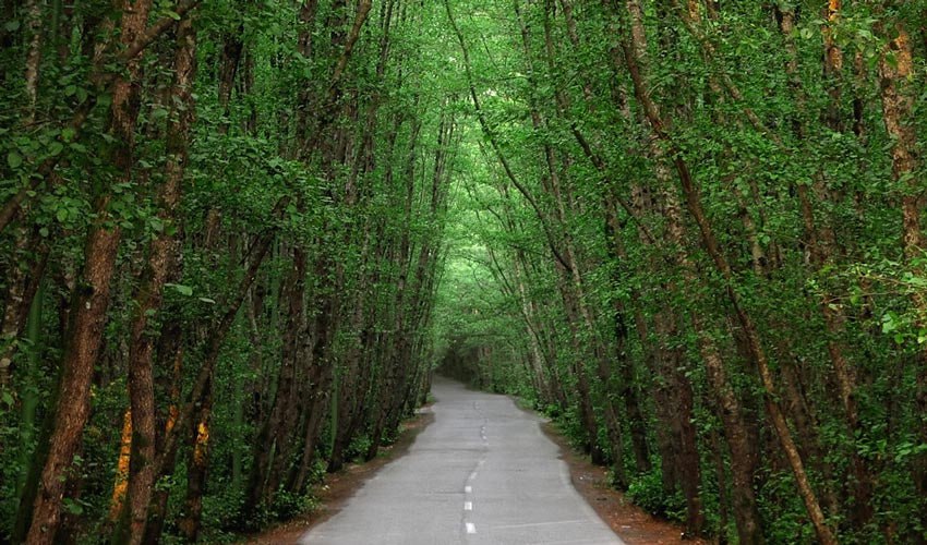 Talesh