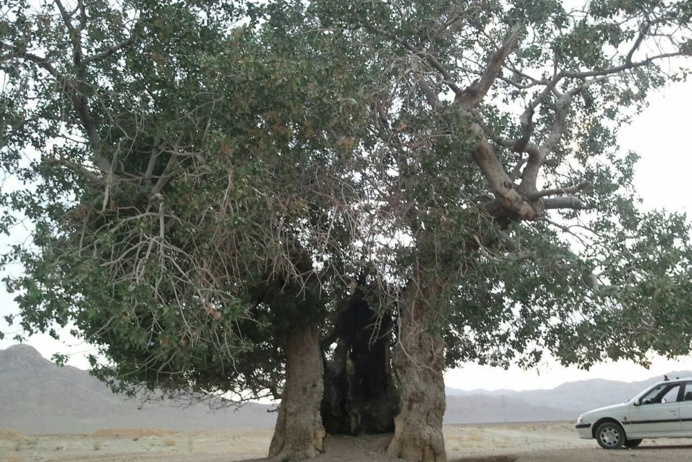 עבאדה,+עיר+היסטורית+הממוקמת+בצפון+מחוז+פארס,+בעלת+היסטוריה+ותרבות+עשירות+והיא+ידועה+כמקור+גילוף+העץ