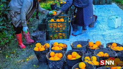 جهاد کشاورزی: عرضه مرکبات رنگ‌شده ممنوع است