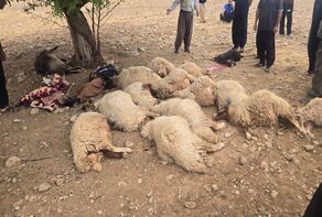 حادثه مرگبار در آبدانان؛ صاعقه جان یک دامدار و ۲۰ رأس دام را گرفت
