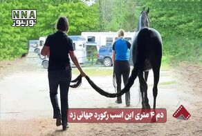 نورنما | دم ۴ متری این اسب رکورد جهانی زد