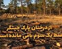 دوفوریتی | از درختان پارک چیتگر فقط یک سوم باقی مانده است