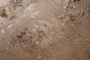 Ilkhanid-era royal cemetery discovered near Soltanieh Dome
