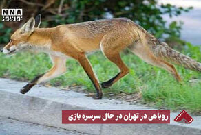 نورنما | روباهی در تهران در حال سرسره‌بازی