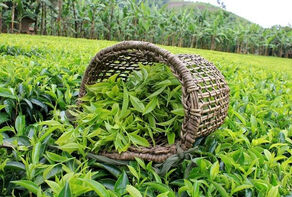 پرداخت 177 میلیارد تومان تسهیلات به چایکاران و صنایع چای