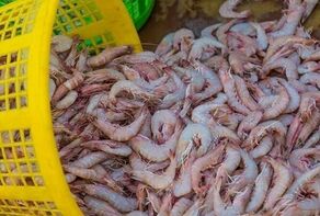 Iran expects 20% rise in farmed shrimp output