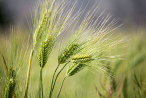 اصلاح قیمت گندم صنف و صنعت