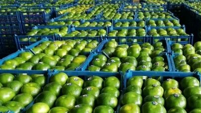 نارنگی‌های موجود در بازار رنگ‌آوری شده و مضر است