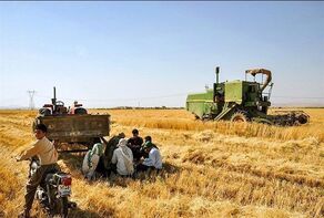 نیاز به واردات شش میلیون تن گندم