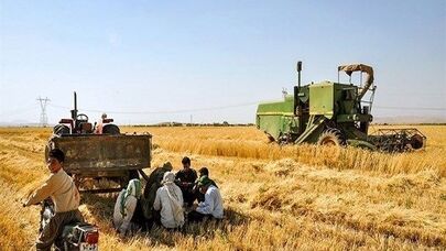 نیاز به واردات شش میلیون تن گندم