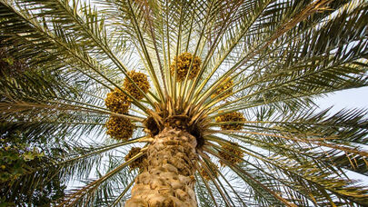 توزیع خرمای افطاری در طواف کعبه + فیلم