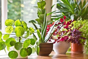 تكثيف تنمية نباتات الزينة عبر زراعة الأنسجة