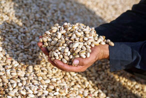 Iran 2nd largest exporter of pistachio to Europe