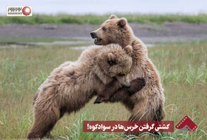نورنما | کشتی گرفتن خرس ها در سواد کوه !+فیلم