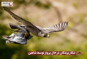 نورنما | شکار پرندگان در حال پرواز توسط شاهین +فیلم