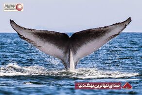 نورنما | صدای تنهاترین نهنگ دنیا +فیلم