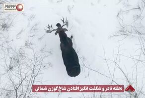 نورنما | لحظه نادر و شگفت انگیز افتادن شاخ گوزن+فیلم