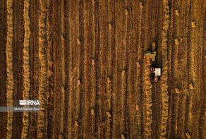 FAO expects Iran’s grain output to further increase in 2024