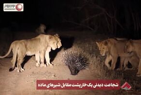 نورنما | شجاعت دیدنی یک خارپشت مقابل شیرهای ماده +فیلم