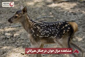 نورنما | مشاهده مرال جوان در جنگل هیرکانی +فیلم