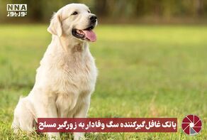 نورنما | پاتک غافل گیرکننده سگ وفادار به زورگیر مسلح +فیلم