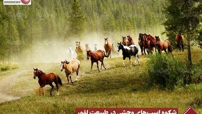 نورنما | شکوه اسب های وحشی در طبیعت لفور +فیلم