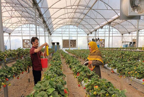 Iran eyes 10 mln mt of crop output from greenhouse farming