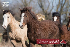 نورنما | گران ترین اسب دنیا !