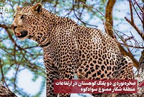 نورنما | صخره نوردی دو پلنگ کوهستان در ارتفاعات منطقه شکار ممنوع سواد کوه