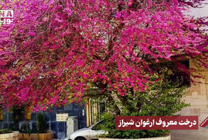 نورنما | درخت معروف ارغوان شیراز