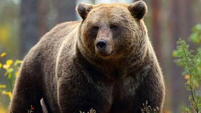 تصاویر دیدنی از خرس‌ و توله‌هایش در کهگیلویه و بویراحمد +فیلم