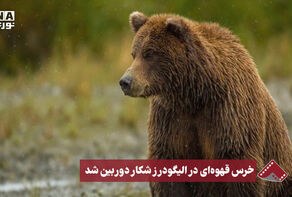 نورنما | خرس قهوه ای در الیگودرز شکار دوربین شد