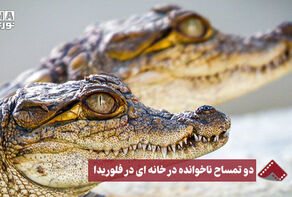 نورنما | دو تمساح ، میهمان ناخوانده ی خانه ای در فلوریدا