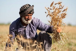 پرداخت نیمی از مطالبات گندم‌کاران آغاز شد +فیلم