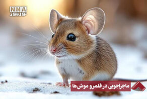 نورنما | ویدیوئی دیدنی از عکاسی حیات وحش