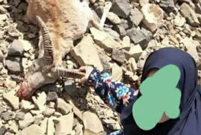 زن شکارچی در بازرجان تفرش به دام محیط‌بانان افتاد