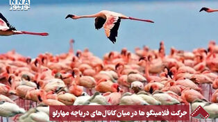 نورنما | حرکت فلامینگو ها در میان کانال های دریاچه مهارلو