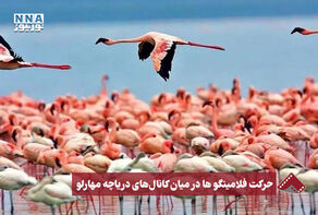 نورنما | حرکت فلامینگو ها در میان کانال های دریاچه مهارلو