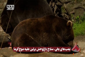 نورنما | بمب های یخی، سلاح باغ وحش برلین علیه موج گرما