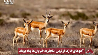 نورنما | آهوهای خارک از ترس انفجار به خیابان پناه بردند