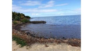 Iran’s southern coasts undergoing cleanup after oil pollution