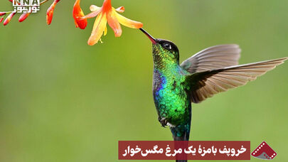 نورنما | خروپف بامزه یک مرغ مگس‌خوار