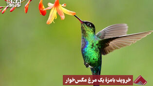 نورنما | خروپف بامزه یک مرغ مگس‌خوار