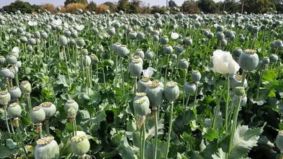 پشت‌پرده تغییر الگوی قاچاق مواد مخدر؛ از خشخاش تا شیشه