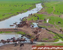 نورنما | دشت اسب‌های وحشی روستای جیرسر، گیلان