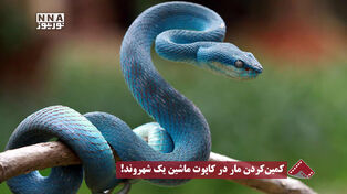 نورنما | کمین کردن مار در کاپوت ماشین یک شهروند!