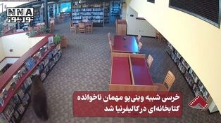 نورنما | خرسی شبیه وینی پو مهمان ناخوانده کتابخانه ای در کالیفرنیا شد