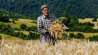 هشدار گندمکاران درباره تأخیر در کشت پاییزه؛ چرا پول گندمکاران هنوز تسویه نشده است؟