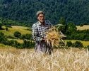 هشدار گندمکاران درباره تأخیر در کشت پاییزه؛ چرا پول گندمکاران هنوز تسویه نشده است؟